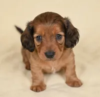 Remmi AKC, a female Miniature Dachshund for sale in Millersburg, OH – 5 of 9