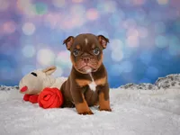 Chloe (mini), a female English Bulldog and Puggle for sale in Millersburg, OH – 8 of 10
