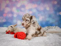 Lucy, a female Miniature Goldendoodle for sale in Millersburg, OH – 7 of 9