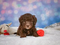 Cliffy, a male Miniature Goldendoodle for sale in Millersburg, OH – 3 of 9