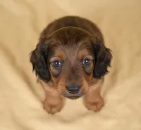 Rolo AKC, a male Miniature Dachshund for sale in Millersburg, OH – 7 of 9