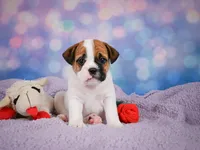 Rowdy, a male English Bulldog and Puggle for sale in Millersburg, OH – 3 of 10