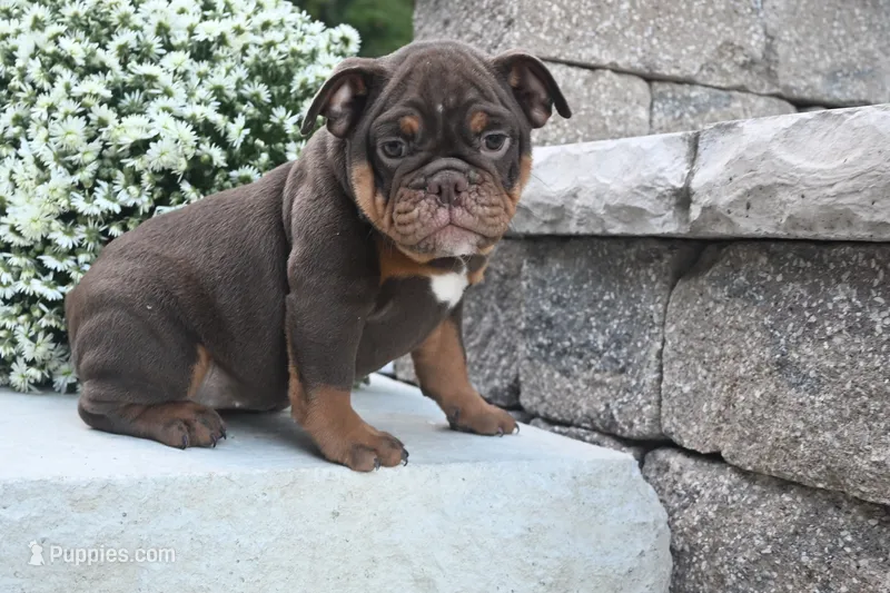 Chloe (mini) – English Bulldog, Puggle puppy for sale in Millersburg, OH