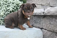 Chloe (mini), a female English Bulldog and Puggle for sale in Millersburg, OH – 1 of 10