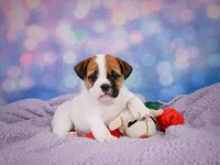 Rowdy, a male English Bulldog and Puggle for sale in Millersburg, OH – 5 of 10