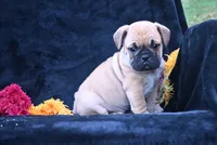 Buddy, a male English Bulldog and Puggle for sale in Millersburg, OH – 5 of 10
