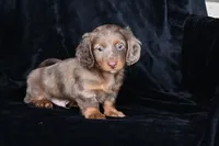 AKC Rowdy, a male Miniature Dachshund for sale in Millersburg, OH – 3 of 10