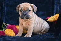 Bruno, a male English Bulldog and Puggle for sale in Millersburg, OH – 4 of 10