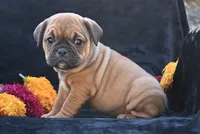 Darla, a female English Bulldog and Puggle for sale in Millersburg, OH – 7 of 10