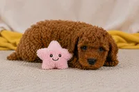 Jake, a male Cavapoo for sale in Millersburg, OH – 7 of 10