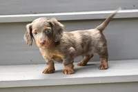 AKC Rowdy, a male Miniature Dachshund for sale in Millersburg, OH – 8 of 10
