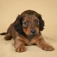 Rolo AKC, a male Miniature Dachshund for sale in Millersburg, OH – 3 of 9