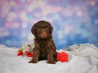 Benji, a male Miniature Goldendoodle for sale in Millersburg, OH – 3 of 8