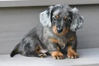 AKC Pearl, a female Miniature Dachshund for sale in Millersburg, OH – 4 of 9