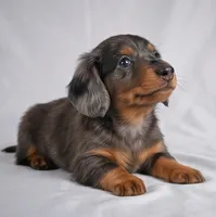 Cody AKC, a male Miniature Dachshund for sale in Millersburg, OH – 2 of 9