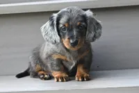 AKC Pearl, a female Miniature Dachshund for sale in Millersburg, OH – 2 of 9