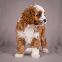 Reno, a male Cavapoo for sale in Millersburg, OH – 1 of 9