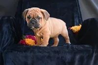 Bruno, a male English Bulldog and Puggle for sale in Millersburg, OH – 6 of 10