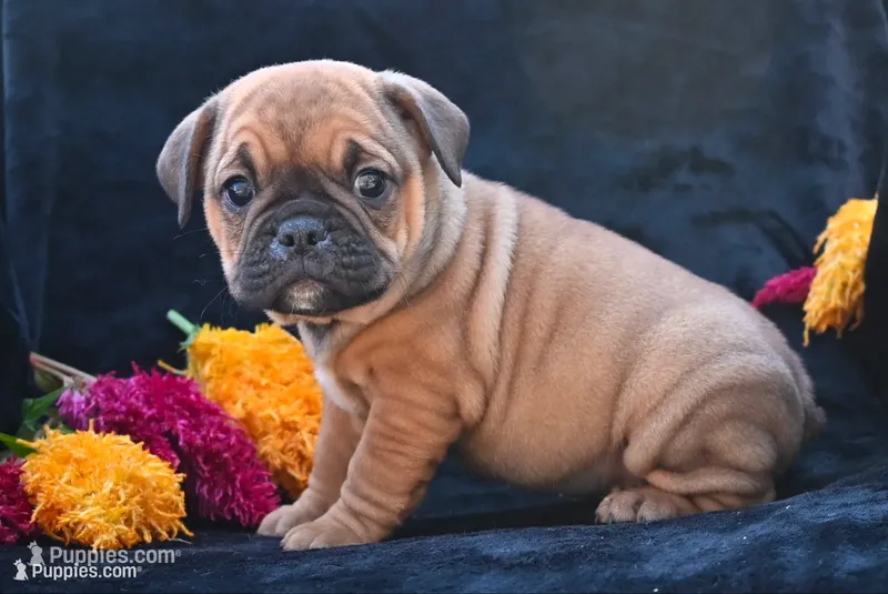 Darla, a female English Bulldog and Puggle for sale in Millersburg, OH – 1 of 10