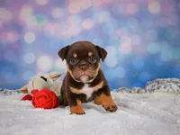 Molly, a female English Bulldog and Puggle for sale in Millersburg, OH – 3 of 10
