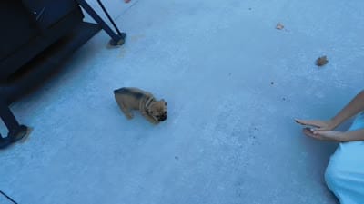 Princess, a female English Bulldog and Puggle for sale in Millersburg, OH – 10 of 10