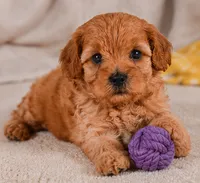 Mila, a female Cavapoo for sale in Millersburg, OH – 7 of 7