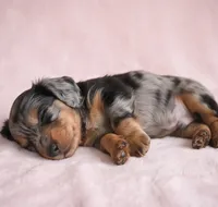 King AKC, a male Miniature Dachshund for sale in Millersburg, OH – 6 of 9