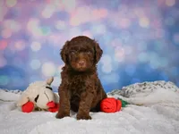 Benji, a male Miniature Goldendoodle for sale in Millersburg, OH – 6 of 8