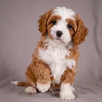 Reno, a male Cavapoo for sale in Millersburg, OH – 4 of 9