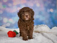 Cliffy, a male Miniature Goldendoodle for sale in Millersburg, OH – 7 of 9