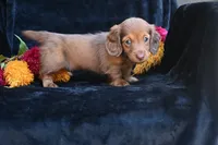 AKC Ruby, a female Miniature Dachshund for sale in Millersburg, OH – 5 of 10