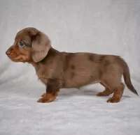Rose AKC, a female Miniature Dachshund for sale in Millersburg, OH – 2 of 9