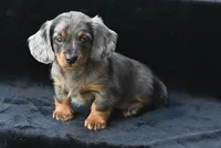 AKC Pearl, a female Miniature Dachshund for sale in Millersburg, OH – 3 of 9