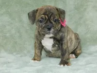 Sasha, a female English Bulldog for sale in Millersburg, OH – Photo 8 of 9