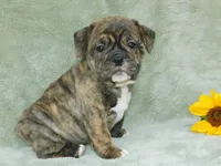 Sasha, a female English Bulldog for sale in Millersburg, OH – Photo 4 of 9