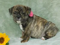 Sasha, a female English Bulldog for sale in Millersburg, OH – Photo 5 of 9