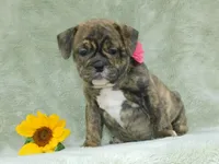 Sasha, a female English Bulldog for sale in Millersburg, OH – Photo 7 of 9