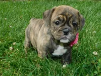Sasha, a female English Bulldog for sale in Millersburg, OH – Photo 3 of 9