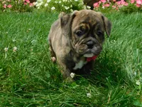 Sasha, a female English Bulldog for sale in Millersburg, OH – Photo 9 of 9