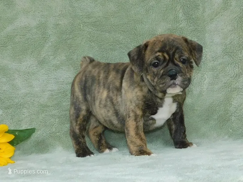 Sasha, a female English Bulldog for sale in Millersburg, OH – Photo 1 of 9