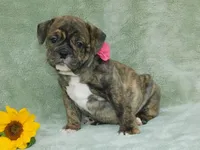 Sasha, a female English Bulldog for sale in Millersburg, OH – Photo 6 of 9