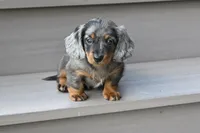 AKC Pearl, a female Miniature Dachshund for sale in Millersburg, OH – 5 of 9