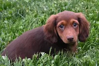 AKC Dillon, a male Miniature Dachshund for sale in Millersburg, OH – 3 of 10