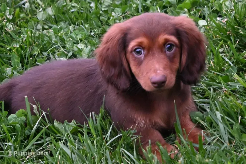 AKC Dillon – Miniature Dachshund puppy for sale in Millersburg, OH