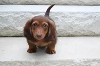 AKC Dillon, a male Miniature Dachshund for sale in Millersburg, OH – 7 of 10