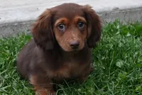 AKC Dillon, a male Miniature Dachshund for sale in Millersburg, OH – 8 of 10