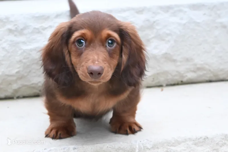 AKC Dillon – Miniature Dachshund puppy for sale in Millersburg, OH