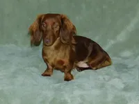 AKC Dillon, a male Miniature Dachshund for sale in Millersburg, OH – 10 of 10