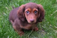 AKC Dillon, a male Miniature Dachshund for sale in Millersburg, OH – 4 of 10