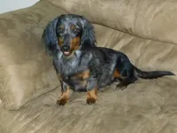 AKC Dillon, a male Miniature Dachshund for sale in Millersburg, OH – 9 of 10